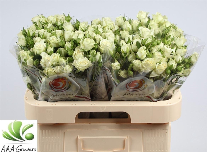 <h4>R Tr Lyrica White New!!</h4>