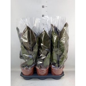 Philodendron  'Imperial Red'