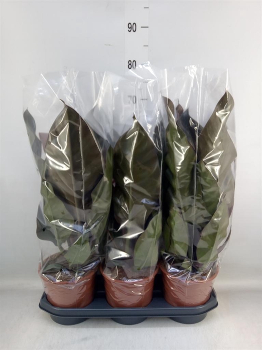 <h4>Philodendron  'Imperial Red'</h4>