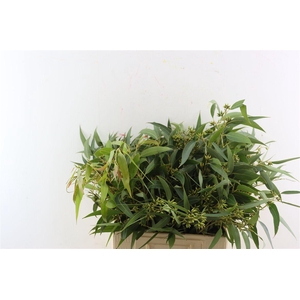 Euca Amber Nut Berry 45cm