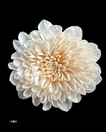 <h4>Chr T Altaj Pastel Orange</h4>