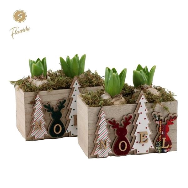 <h4>(2330) Hyacint Bonne Noel [M] 2PP Mos</h4>