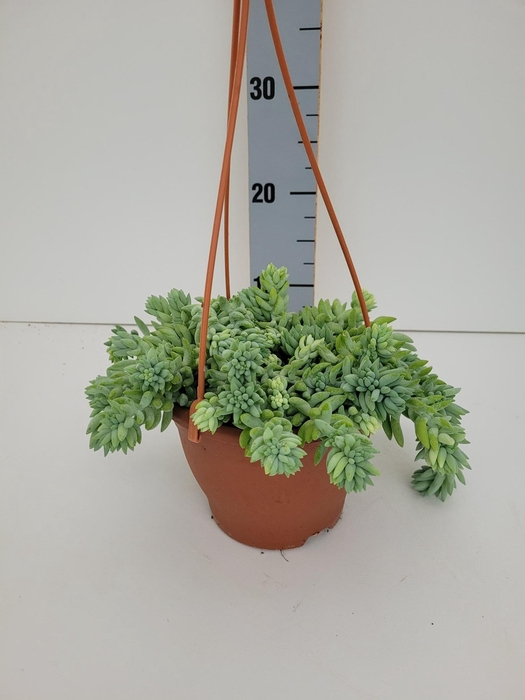 <h4>SEDUM MORGANIANUM</h4>