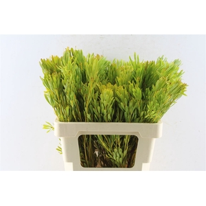 Leucad Platyspermum