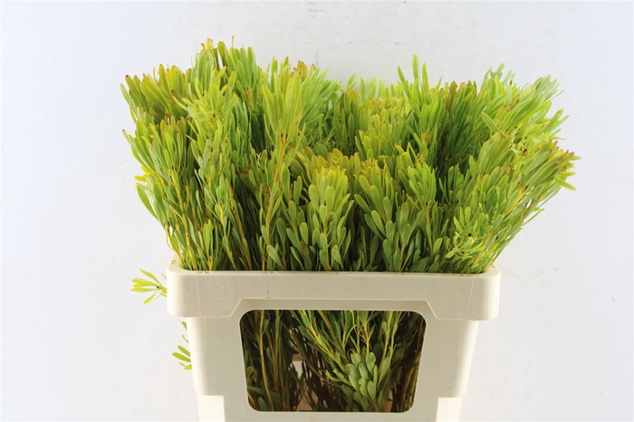 <h4>Leucad Platyspermum</h4>