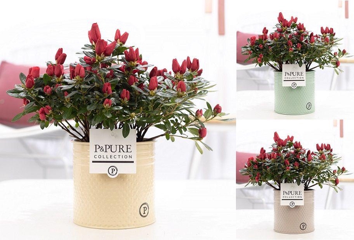 <h4>1st class Azalea red in P&PURE zinc pot Louise 4 ass.</h4>