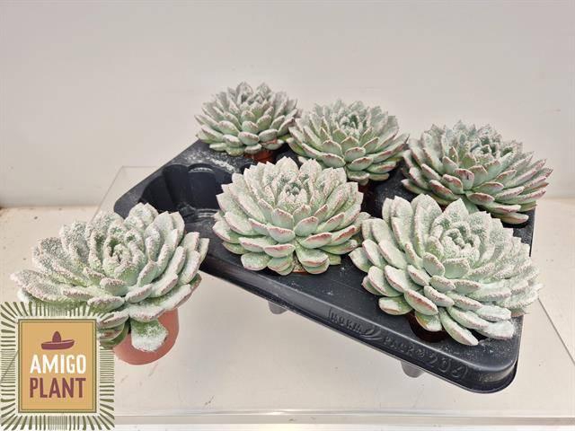 <h4>ECHEV AURORA</h4>