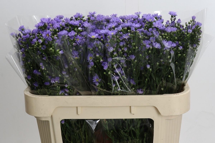 <h4>AST CASSANDRA</h4>