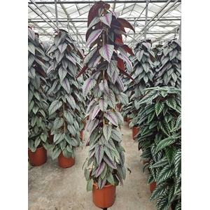 Cissus discolor Floramagic Violet V