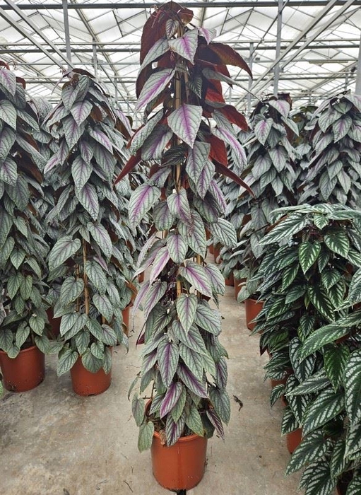 Cissus discolor Floramagic Violet V