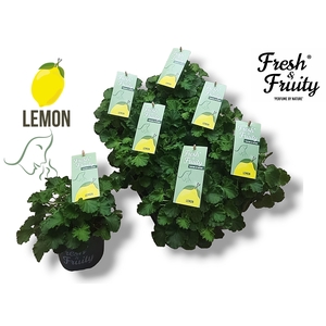 Pel. Fresh&Fruity® Lemon Fresh