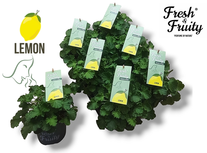 <h4>Pel. Fresh&Fruity® Lemon Fresh</h4>