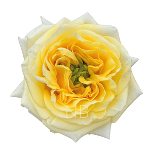 R GR SUNNY DAYS Welyflor