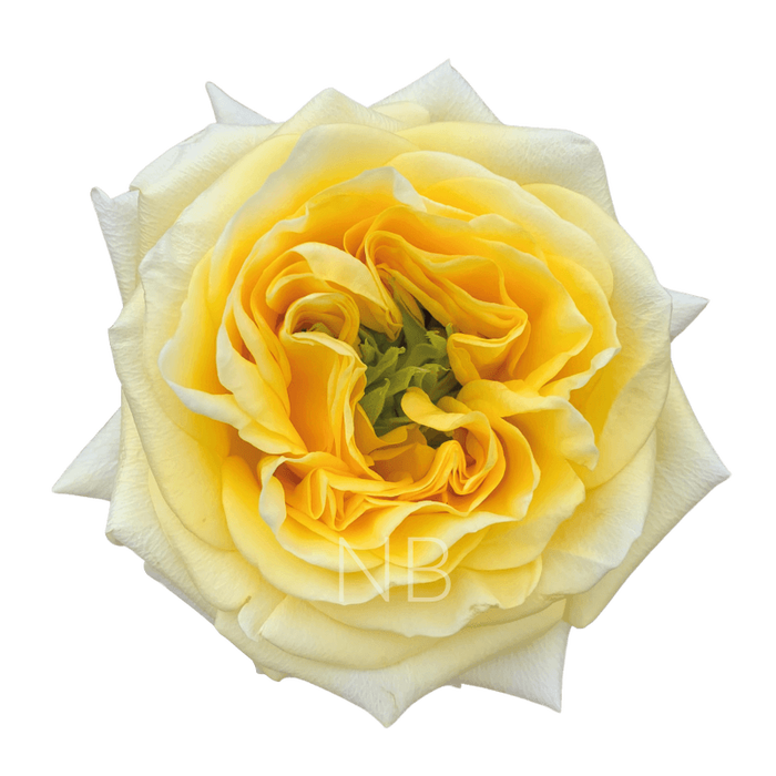 <h4>R GR SUNNY DAYS Welyflor</h4>