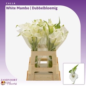 Calla White Mambo | Dubbelbloemig