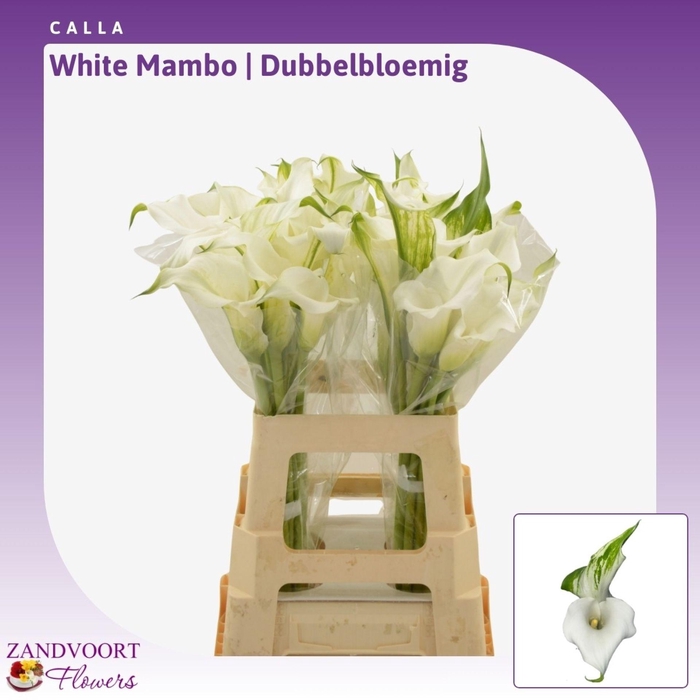 <h4>Calla White Mambo | Dubbelbloemig</h4>