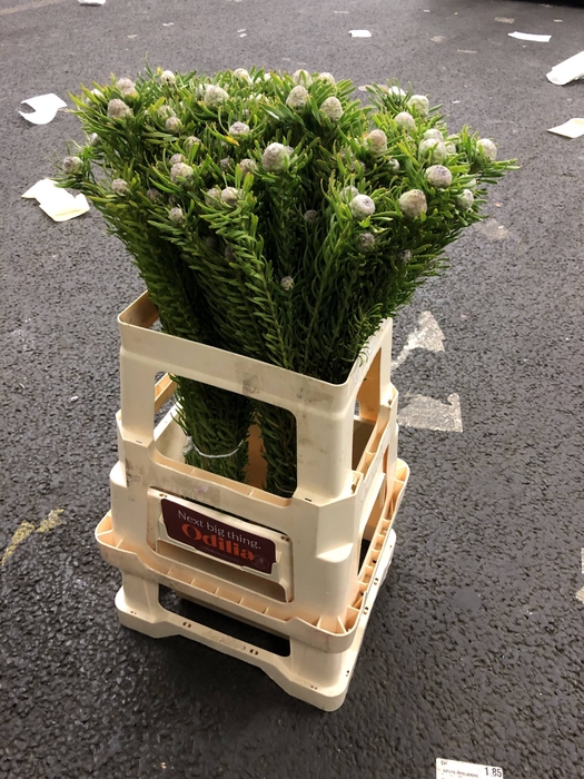 LEUCAD L AY JA PE VT