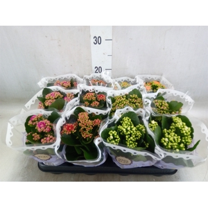 Kalanchoe blos.   ..rosebud mix  5