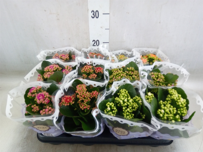 <h4>Kalanchoe blos.   ..rosebud mix  5</h4>
