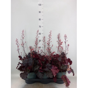 Heuchera   ...