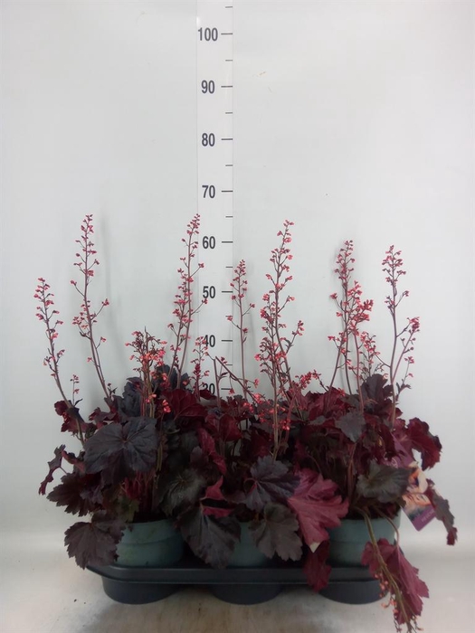 <h4>Heuchera   ...</h4>