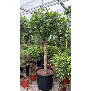 Ficus Benghalensis