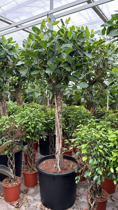 <h4>Ficus Benghalensis</h4>