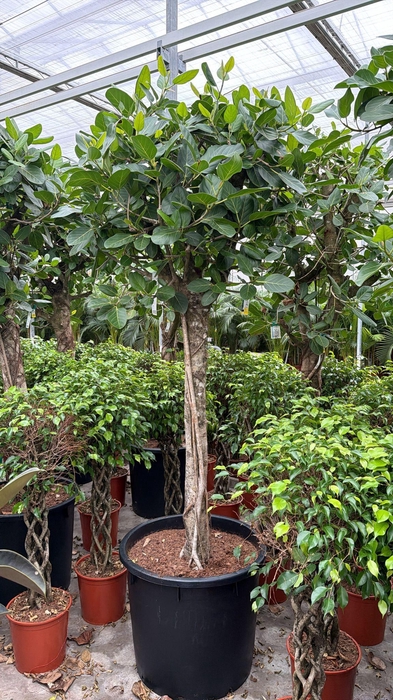<h4>Ficus Benghalensis</h4>