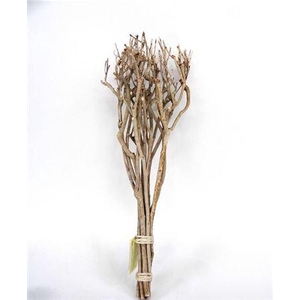Bundle Tea Branch L65