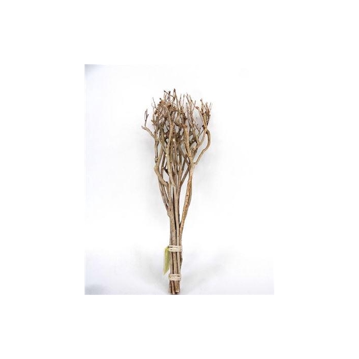 <h4>Bundle Tea Branch L65</h4>