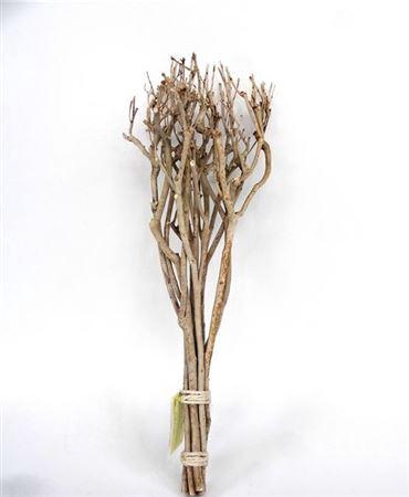 Bundle Tea Branch L65