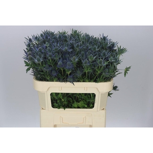 Eryngium Blue Lagoon