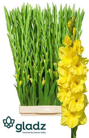 <h4>Glad Bra Val Yellow</h4>