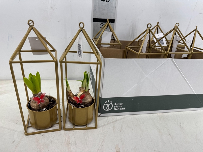 <h4>ARR PL IN SCHAAL</h4>