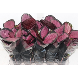CALATHEA ROSEA PICTA CRIMSON P12