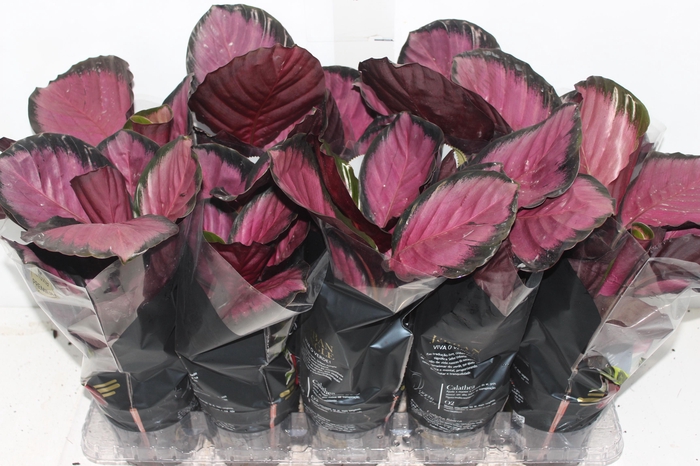 <h4>CALATHEA ROSEA PICTA CRIMSON P12</h4>