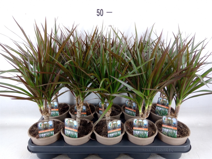 <h4>Dracaena marg. 'Magenta'</h4>