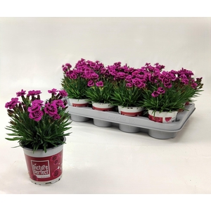 DIAN PICTURE PERFECT