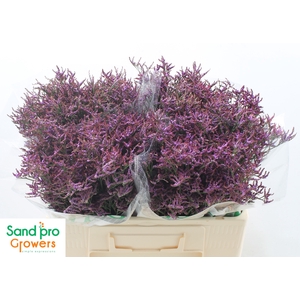 Limonium Safora Dark Blue