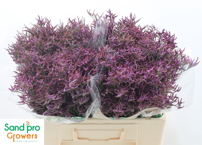 <h4>Limonium Safora Dark Blue</h4>