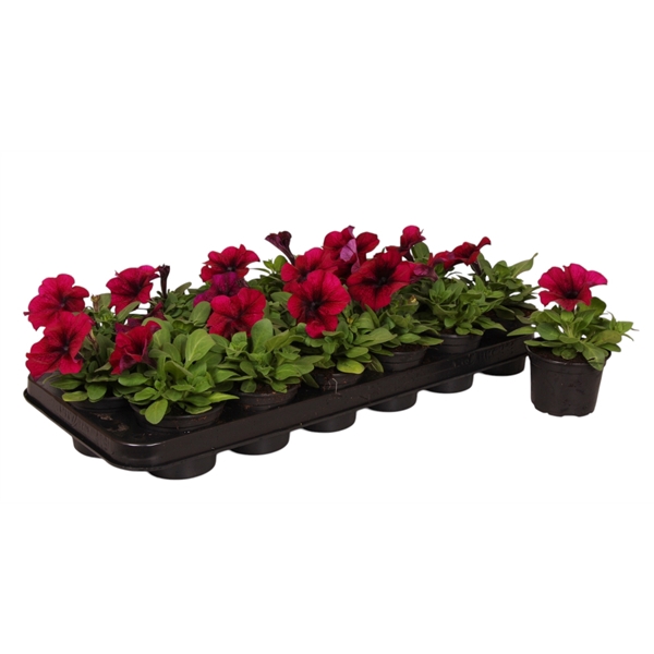 <h4>Petunia paars p9</h4>