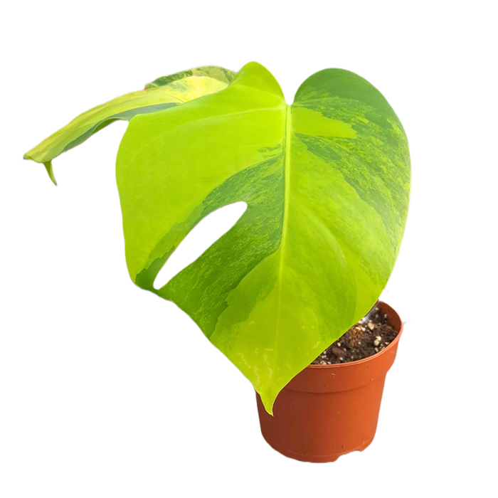 <h4>Monstera Deliciosa Aurea Variegata</h4>