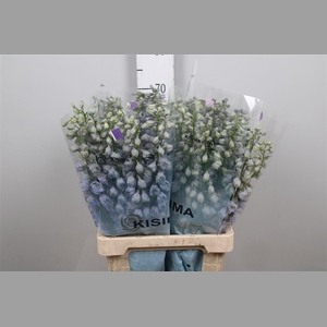 Delph Du Guard Lavender