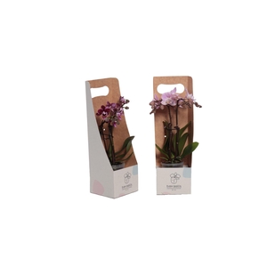 Tiny Box Phal Tiny Dolls Mix 2T10+ Aqu@