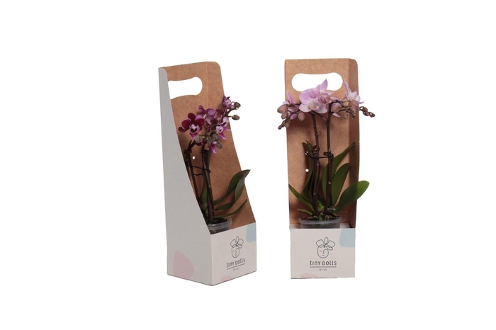 <h4>Tiny Box Phal Tiny Dolls Mix 2T10+ Aqu@</h4>