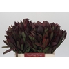 Leucadendron Saf Sunset Dark R.