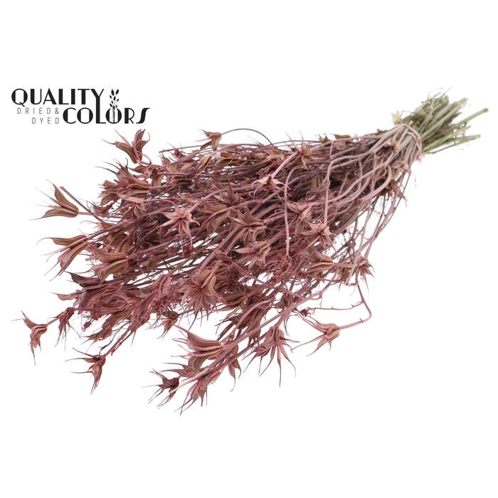 <h4>Nigella Oriëntalis per bunch Frosted Pink</h4>