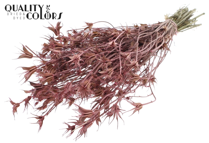 <h4>Nigella Oriëntalis per bunch Frosted Pink</h4>