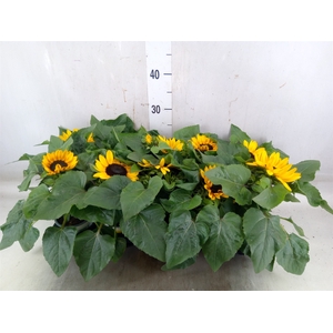 Helianthus an. 'Petisol'