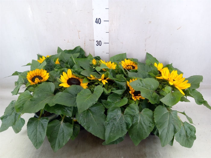 <h4>Helianthus an. 'Petisol'</h4>